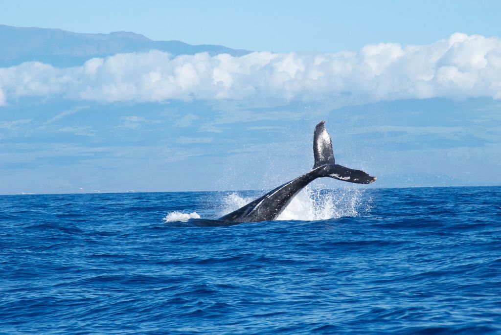 غیررسمی: احتمال خرید 2.2 میلیارد دلار بیت کوین توسط نهنگ‌ها در هفته جاری