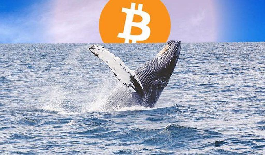 افزایش خرید بیت کوین توسط نهنگ‌ها