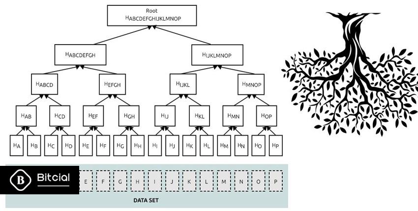 کاهش فضای ذخیره‌سازی، قابلیت کلیدی درخت مرکل